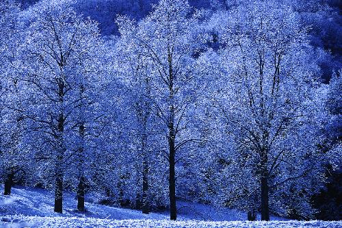 Tree's in snow - Tree's in snow