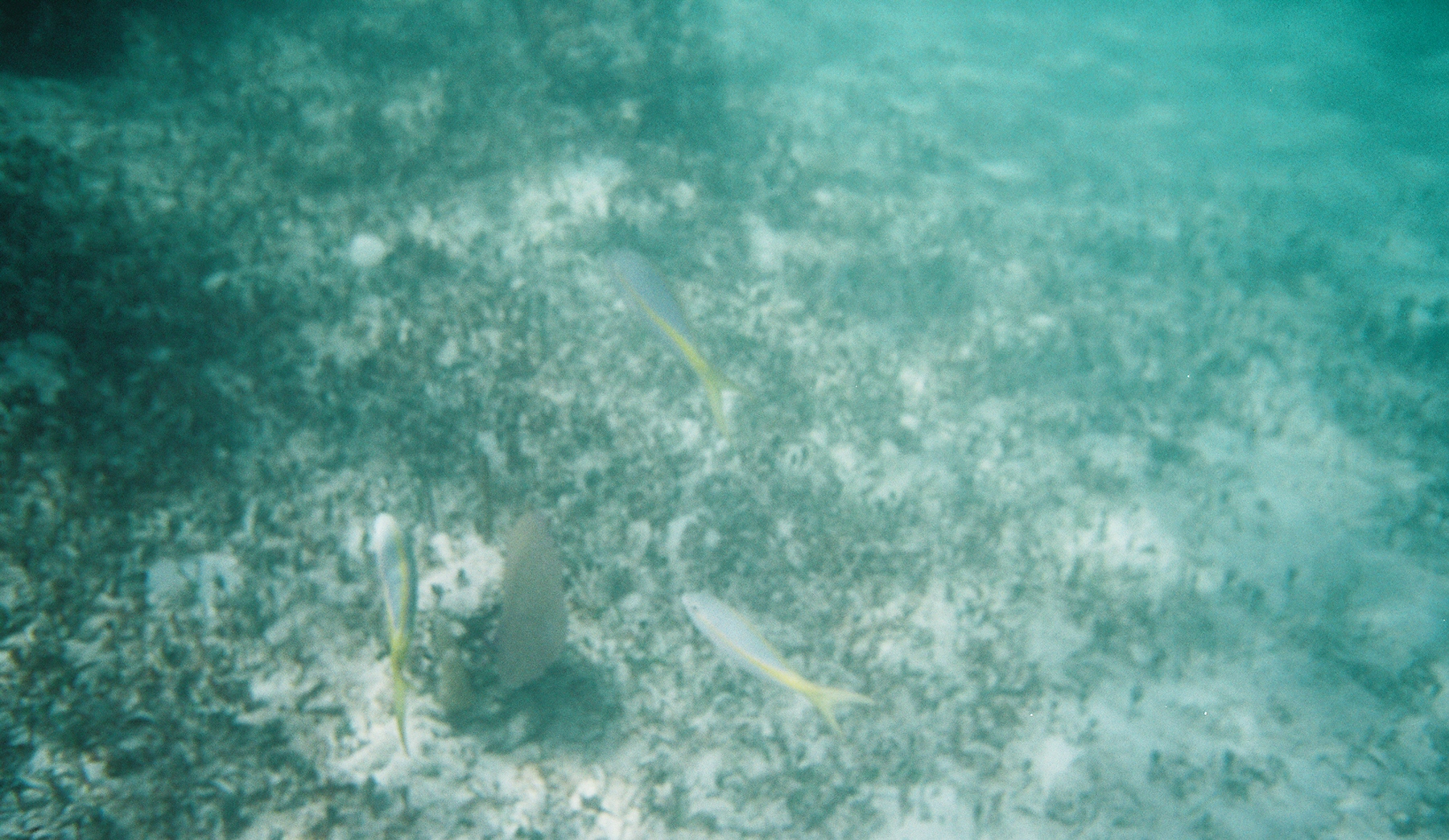 Snorkeling - This is from when we snorkled in Cancun. The coral was everywhere, but not a ton of fish.