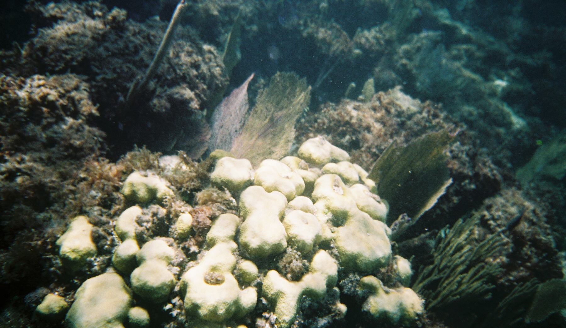 Snorkeling - Another pic from Cancun