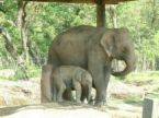 THE ELEPHANT MOTHER AND CHILD - i know that the elephant is really happy to see the little giant beside her...