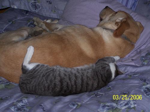 Hunter and Deacon - This is our lab sleeping with our cat Deacon