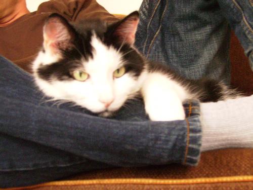 Kodde - Kodde cat