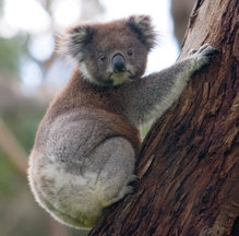 koala - koala