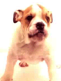 Puppy Kiss - Puppy kiss