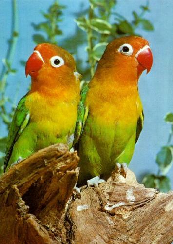 Lovebirds - Lovebirds