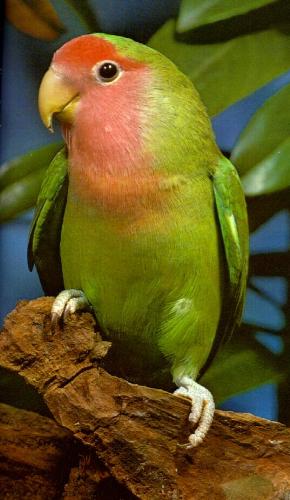 Lovebirds - Lovebirds