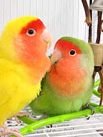 Lovebirds - Lovebirds