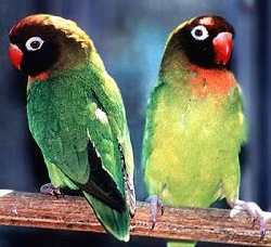 Lovebirds - Lovebirds