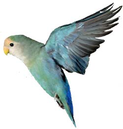Lovebirds - Lovebirds