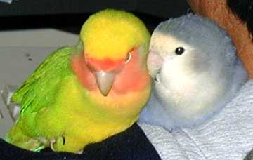 Lovebirds - Lovebirds
