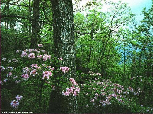 Forest - It represent a beautiful clean nature that won't exist anymore if we don't do anything against pollution.