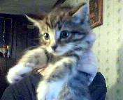 My Kitten - This is my kitten Harley! He's a grey tiger mixed with bengal