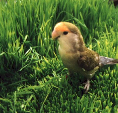 Lovebirds - Lovebirds