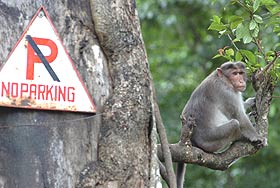 No Parking - Monkey's Business
