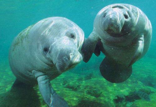 CUTE MANATEE :) - I love manatees.They are very cute and very friendly!! CUTE MANATEE :) - I love manatees.They are very cute and very friendly!!