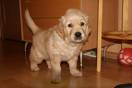 dog - dog