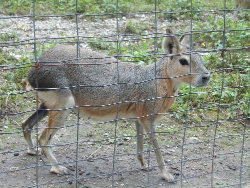 HALF CAT- HALF RABBIT..... - This animal was sooo... neat it purred like a cat and walked like a cat but it looks like a rabbit. weird eh?