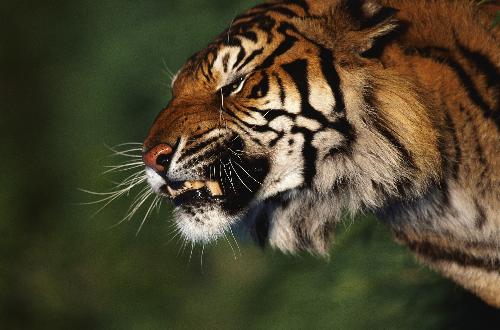 tiger - tiger