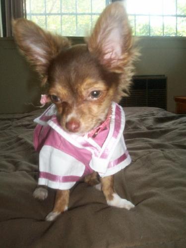 My chihuahua Chiquita - This is My chihuahua Chiquita