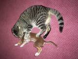 Gatalina and my dog playing - This is my sisters cat Gatalina and my dog playing