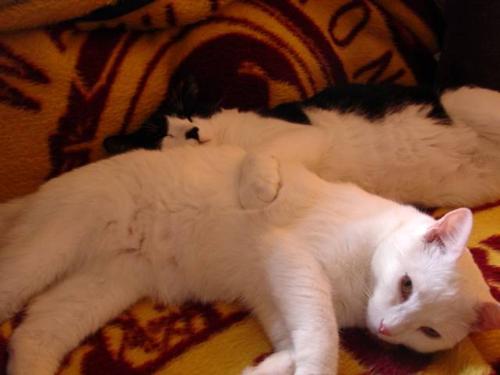 Jackson Browne & Sasha - Jackson Browne & Sasha