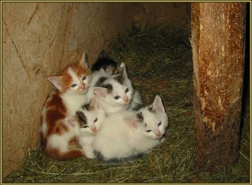 cute kitens - i love small white kittens!
