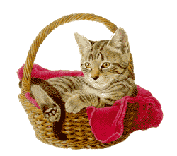 cat - cat in a basket