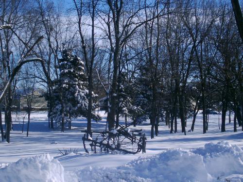 Trees by my house - It just looked like a nice shot to take.