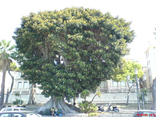 magnolia - reggio calabria