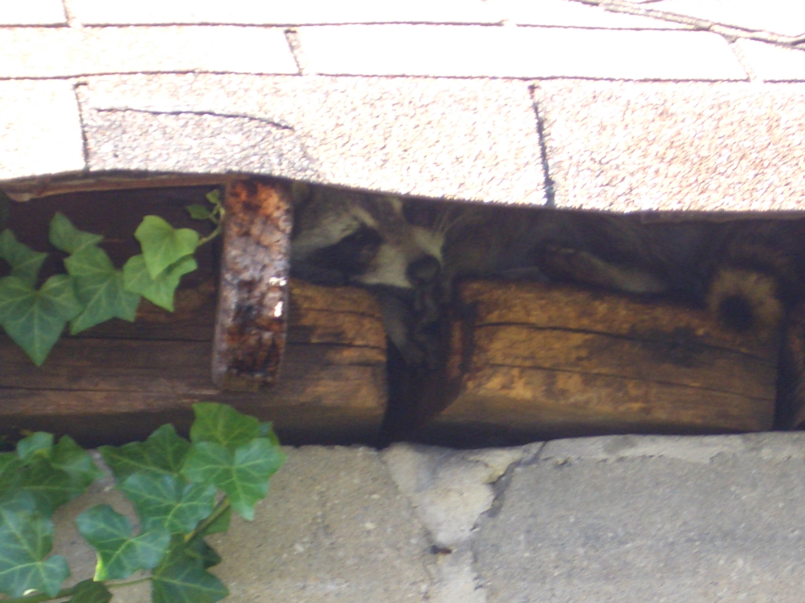 racoon - a racoon is the people behinds me garage
