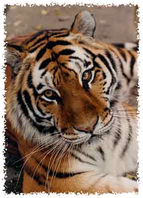 Tiger at the zoo. - Here is a Tiger that I saw at our zoo.