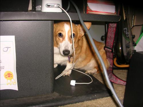 Jasmin the corgi - A picture of my dog, Jasmin, who is a corgi.  She's camera shy.