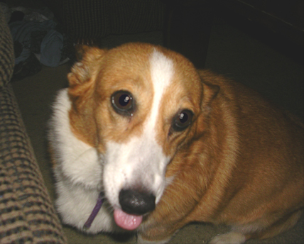 Jasmin the corgi 2 - My dog Jasmin, who is a corgi, sticking her tongue out at me