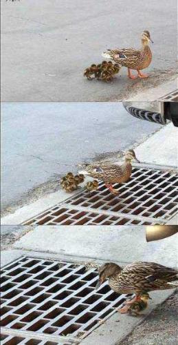 Death trap - a mother duck with her ducklings.