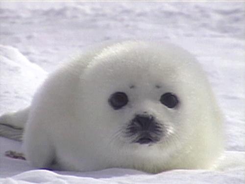 A very endangered species - A very endangered species