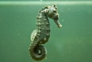 seahorse - This is Gilbert, a resident of my aquarium