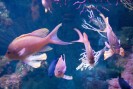 Fish - I wish these fish were in my tank
