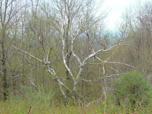 White birch tree - This is an unusual white birch tree I found at Merck Forest in Rupert, VT. I&#039;ve never seen one quite like this.