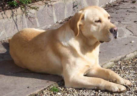 Labrador retriever -   A picture of my pet labrador.