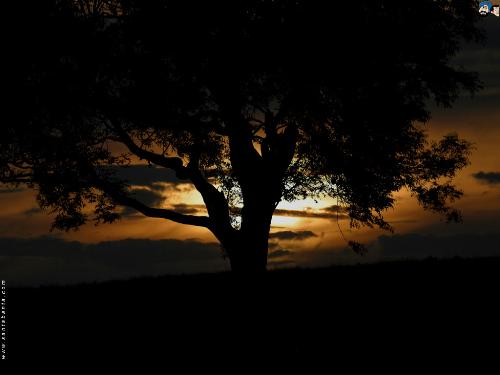 sunset - sunset in the desert