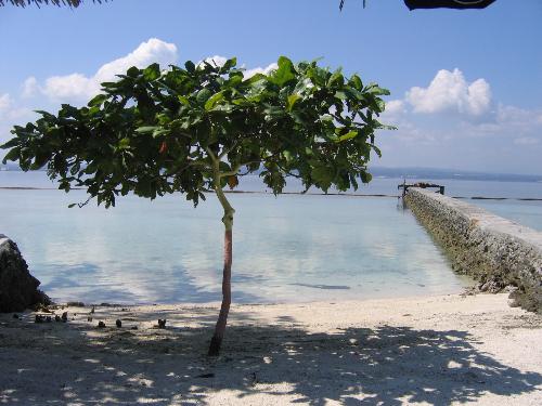 solitary tree - tree