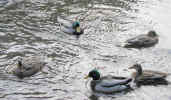 Ducks - A family of Ducks