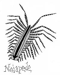 Ninjapede (House Centipede) - This is my drawing of what I like to call the Ninjapede!