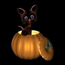 cat in pumpkin - cat in pumpkin