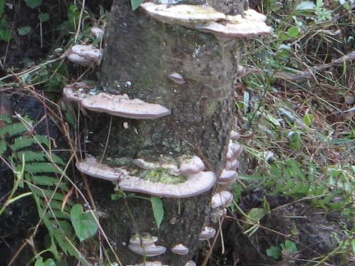mushroom - mushroom, a type of fungus, which is only found on the log as well on land too. common mushroom can be eaten but not all.