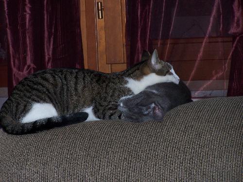 Our Silly Cats - The older one, who is bent on using the other for her pillow, is Garphelia. Yes, a very unique name, which was given to her by my youngest daughter, because you can't call a girl cat Garfield in her opinion. Then the little grey cat has been with us since June, when my middle teenage daughter played humanitarian and rescued him from almost getting hit by a car. She has named him Pace (Pah-Chay), which is Italian for 'peace'.   Garphelia has a bit of every mental disorder that is out there. She at times shows signs of ADHD, depression, schizophrenia, and more, but she is still young and only a little over a year old. At times, she can be quite affectionate, while other times it is best to leave her alone.   Now Pace, he is a naughty little boy more often then not, and he finds himself in heaps of trouble. However, he is very affectionate and very spoiled by my middle daughter. He gets so upset in the morning when she leaves for school that he sits and scratches the door, while meowing for a good 10 minutes after my daughter leaves. He is precious though.