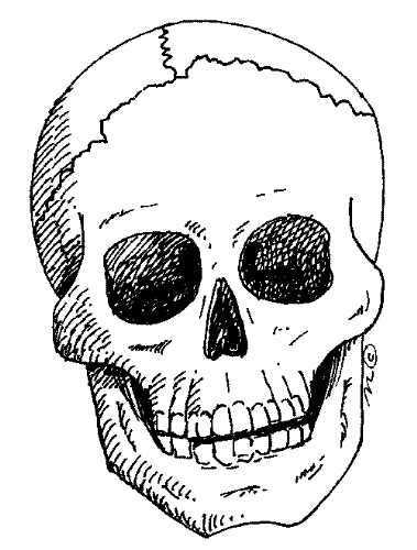 skull - skull