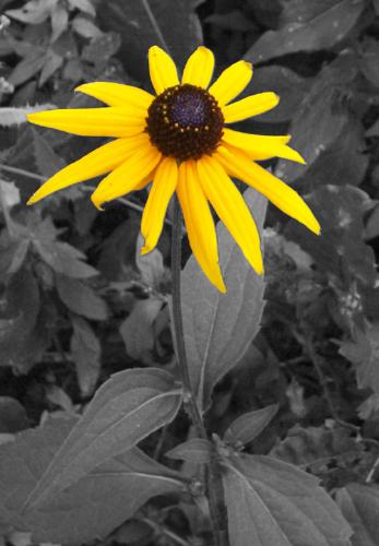 The Last Flower - This was the last flower left in our complex toward the end of summer.