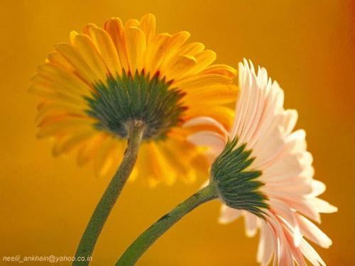 nice photo - Be Proud of what you are
