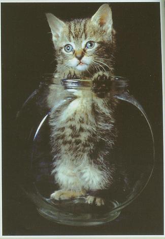 my favorite - i really love cats.. they are really sweet.. like me